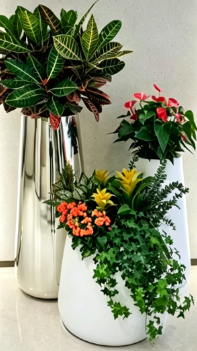 余姚租绿植费用-海曙室内植物出租-宁波花木租赁合同法律效力-鄞州花木租摆活动
